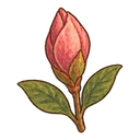 Azalea bud