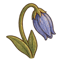 Bluebell bud