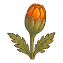 Marigold bud