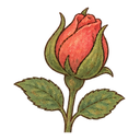 Rose bud