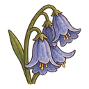 Bluebell flower