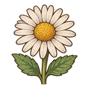 Daisy flower
