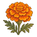 Marigold flower