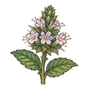 Mint flower