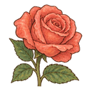 Rose flower