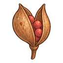 Azalea seed