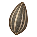 Daisy seed