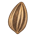 Sunflower seed