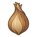 Tulip seed